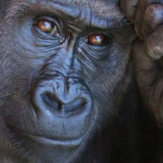 leading institutes use eye tracking in the study of non-human primates testing their cognitive ability