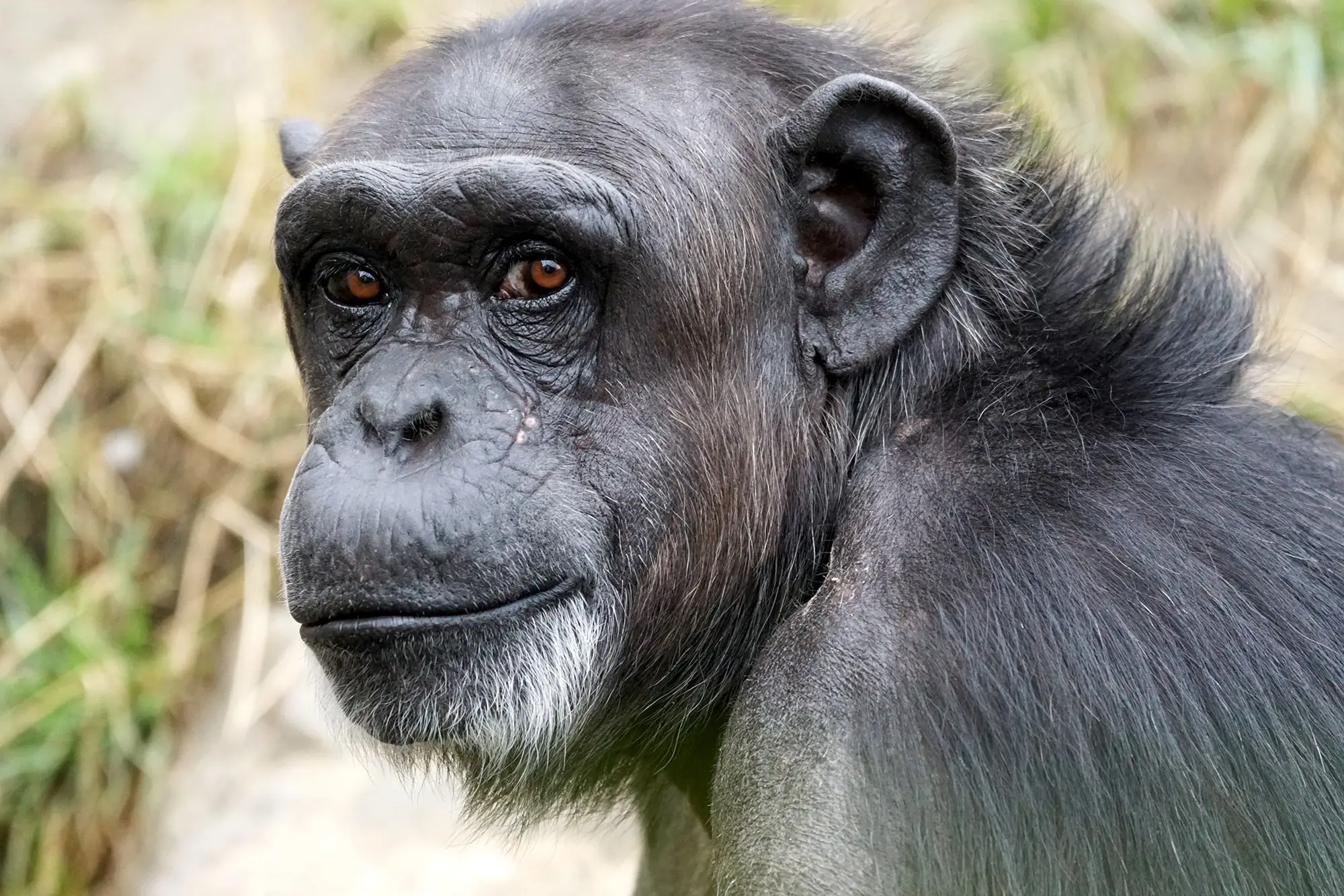 wildlife zoo mammal fauna primate chimpanzee great apes